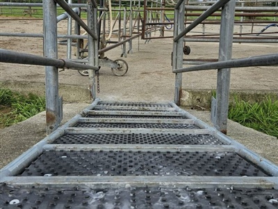 Cattle ramp
