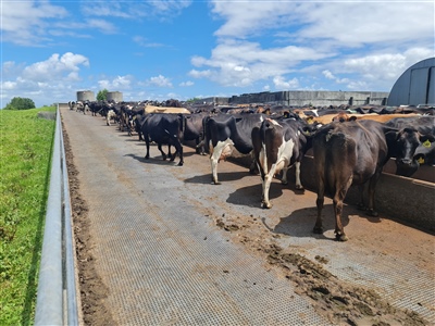 dairy Cows standing on Agmat in a feedpad