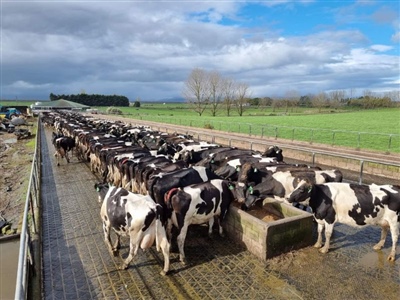 Cows on DairyGrip Feedpad