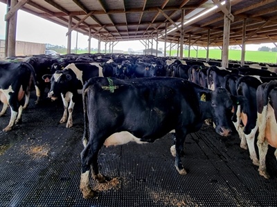 Penny Grip Feedpad closeup of cows