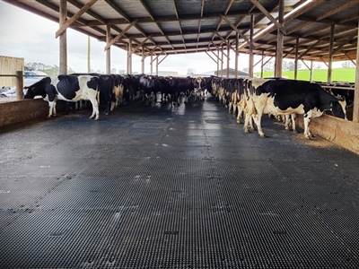Penny Grip Feedpad with Cows edited