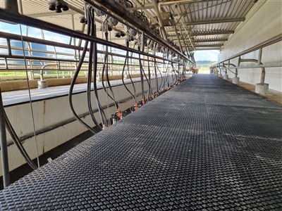 Diamond Grip in shed