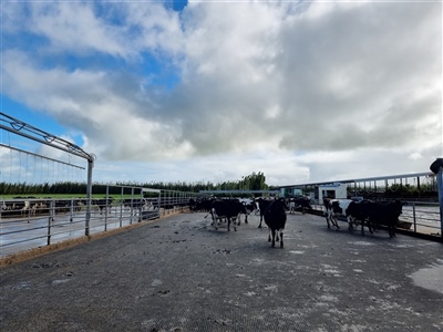 Cows on Penny Grip rectangle yard