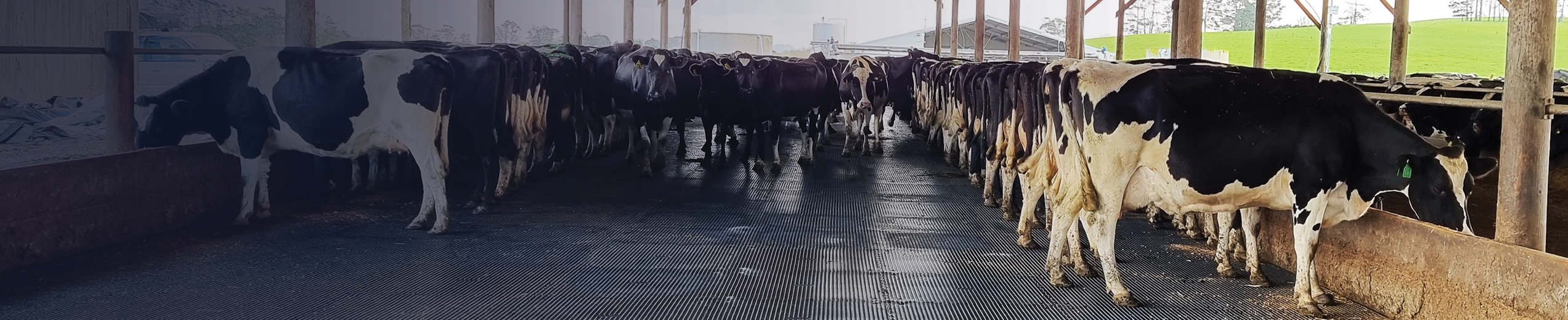 Cattle Yards