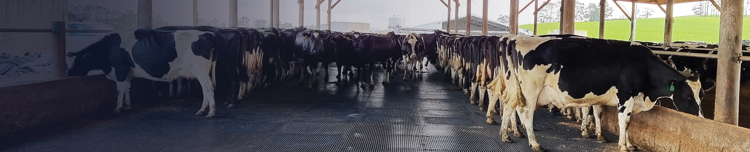 Dairy
