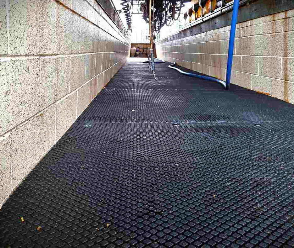 Diamond Grip Tiles inside a milking shed