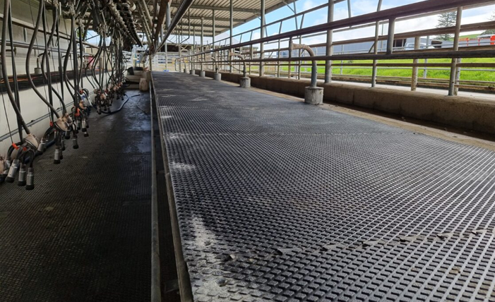 Diamond Grip Tiles in milking shed