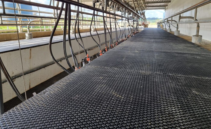 Diamond Grip Tiles in milking shed