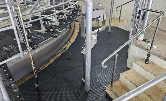 Diamond Grip Tiles in a milking shed