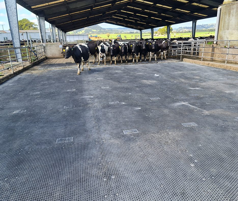 Hex Comfort Grip Tiles on a feeding pad on cattle yards
