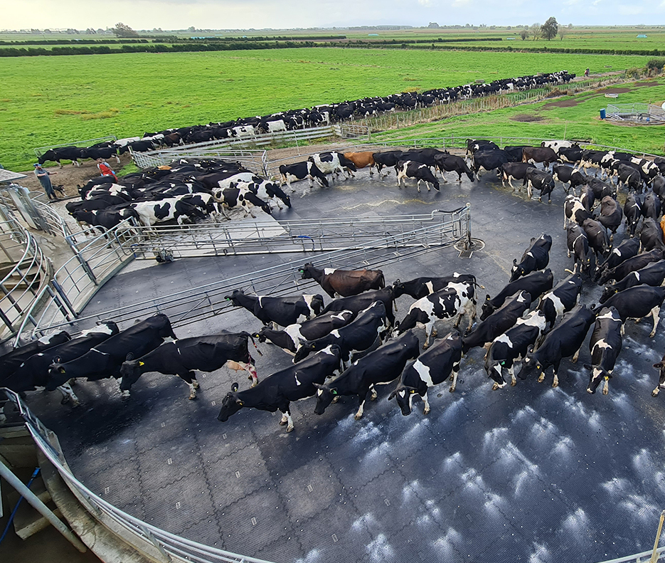Hex Comfort Grip Tiles installed on a dairy farm with circular yard