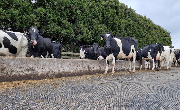 Hex Tiles being used on New Zealand farm with cows