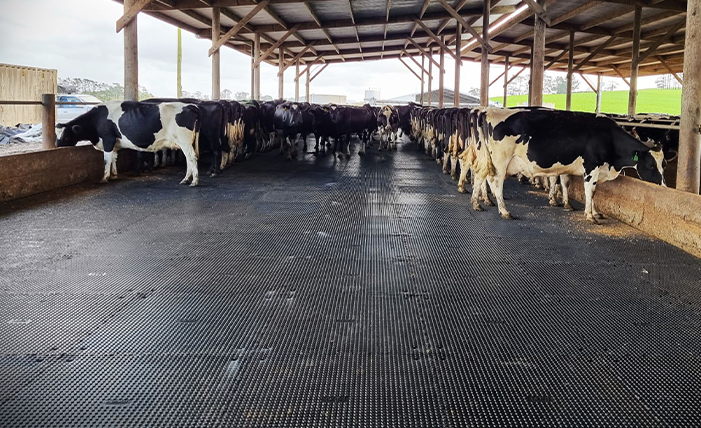 Penny Grip Tiles under a shelter with cows standing on them