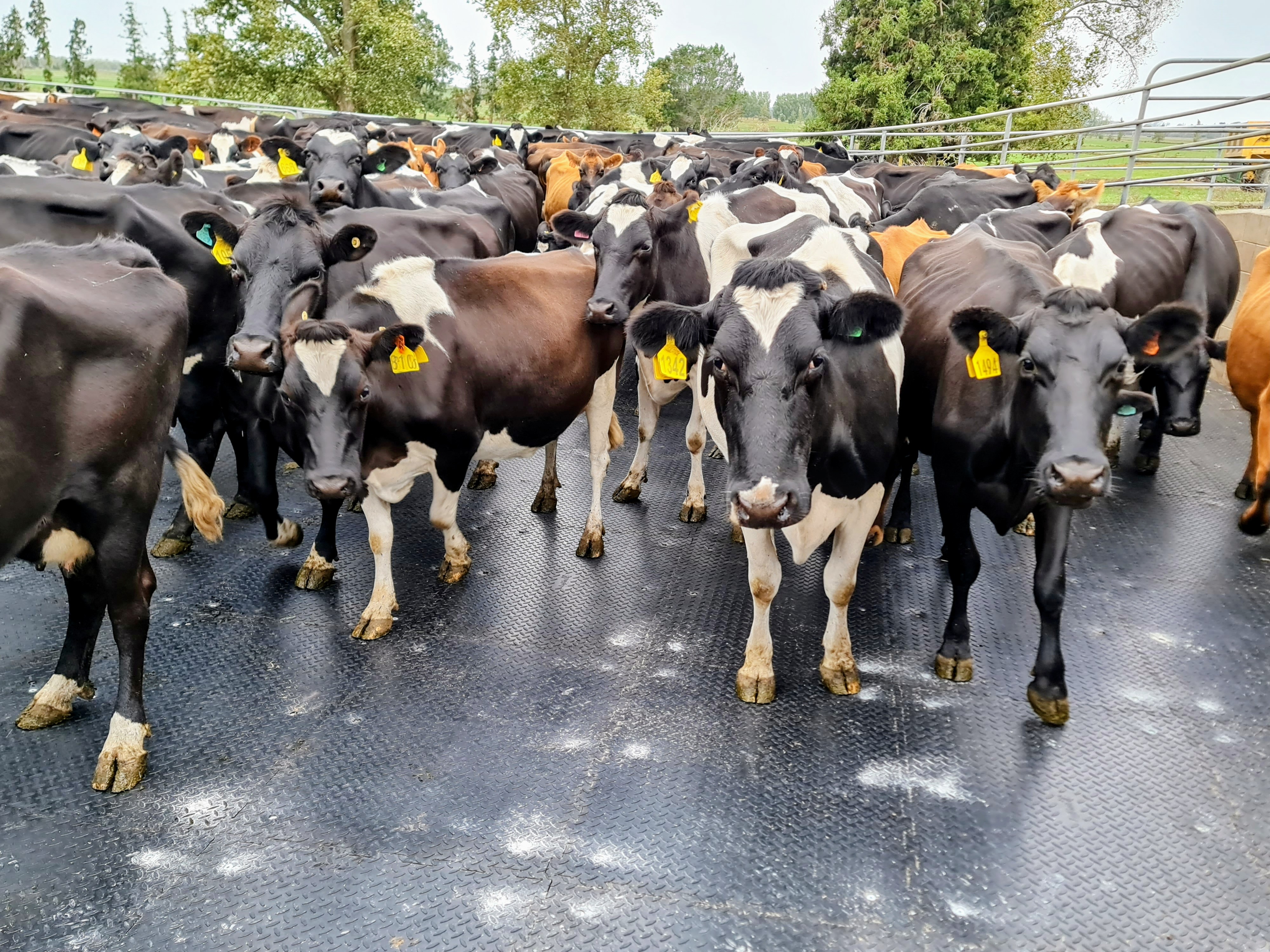 X Grip on Yard Dairy cows