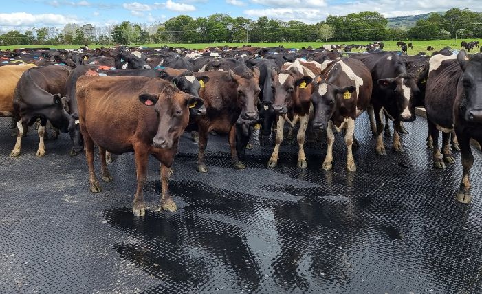 Dairy Farm round yard X tile