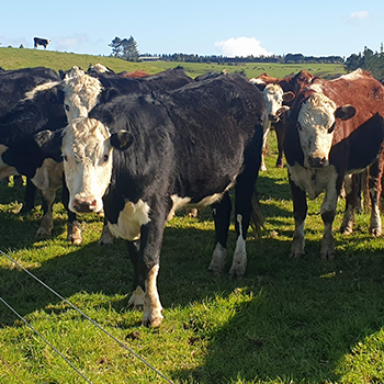 Beef Cattle