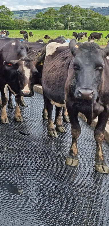 improve animal welfare