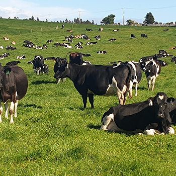 Dairy Cows
