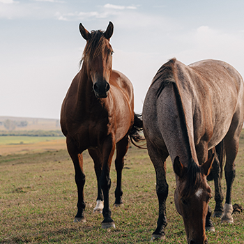Horses