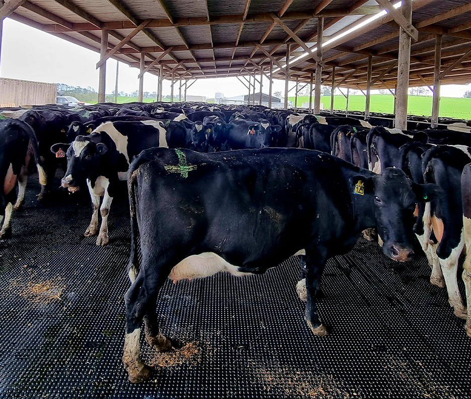 Penny Grip Tiles being stood on by cows in a feeding pad