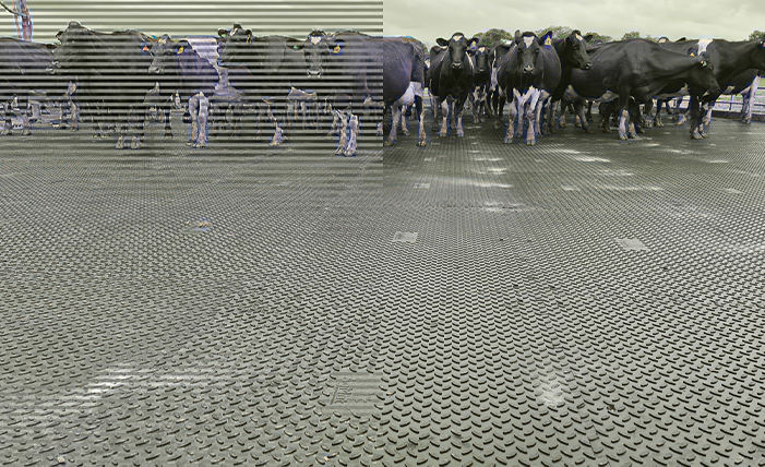 X Grip Tile being used on a New Zealand farm with cows